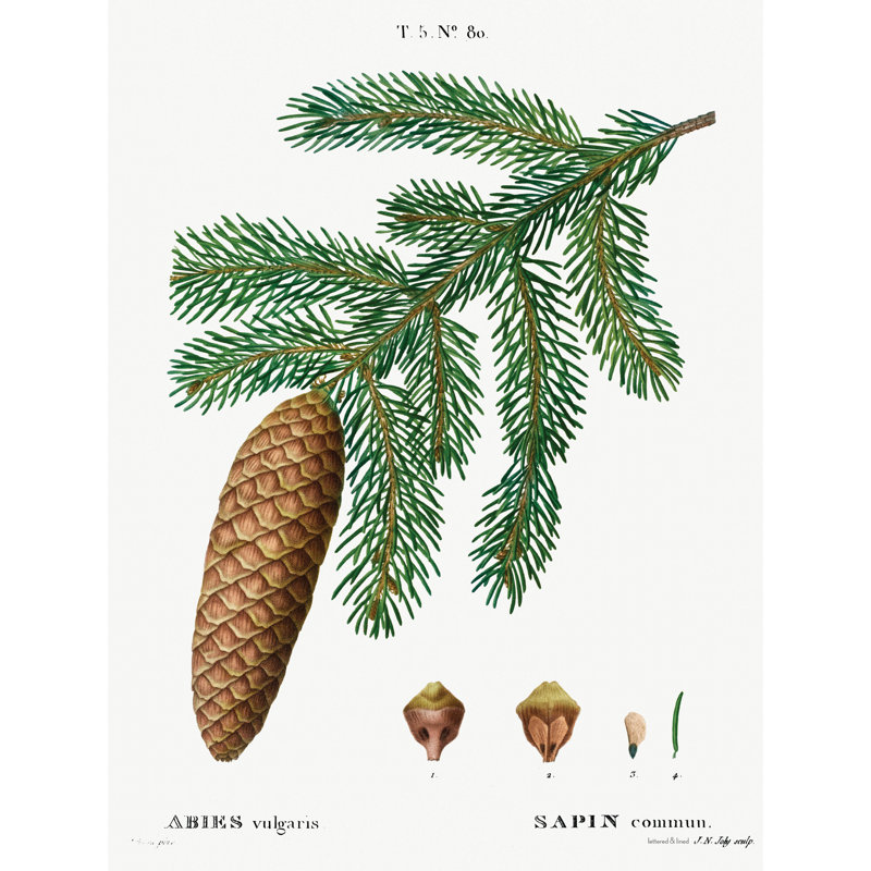 Pinecone botanique 1 sur toile, H 36 po x l 24 po x P 1,25 po