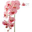 Orchidée en vaporisateur-1736211895