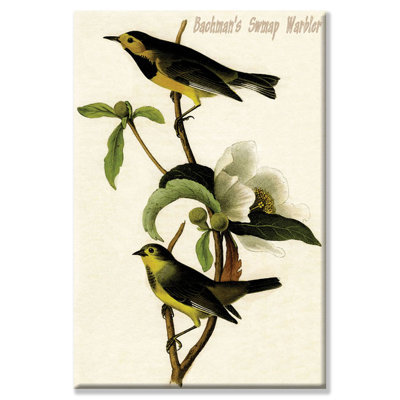 « bachman swmap warbler », impression sur toile tendue