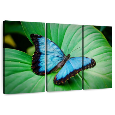 Ronce bleu Morpho sur feuille