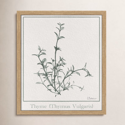 Jeanette "Thymus Vulgaris" Print