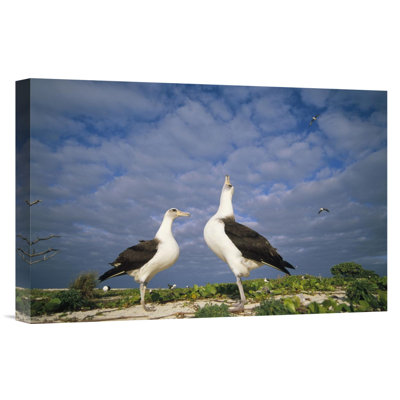 " Laysan Albatross Courtship Dance, Midway Atoll, Hawaii "