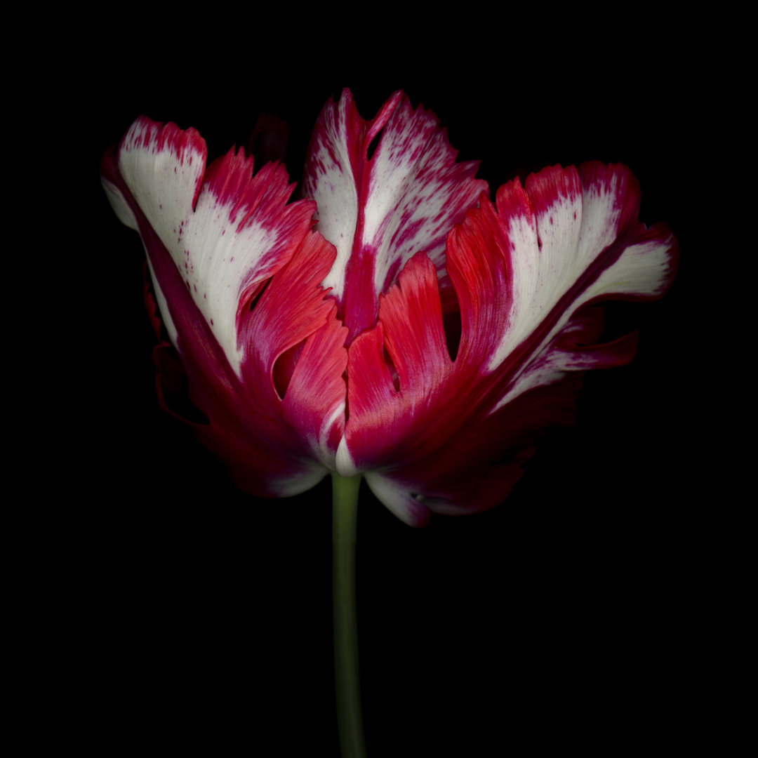 Roter und weißer Papagei Tulpe von OGphoto - Kunstdrucke auf Leinwand