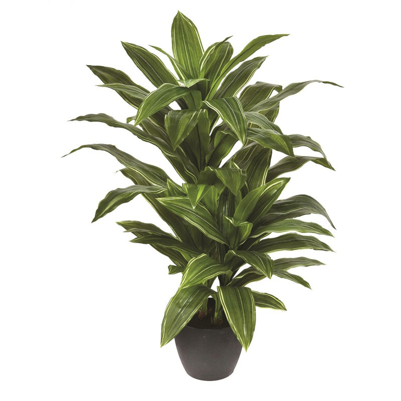 42 po Yucca
