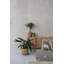 Ardell Handmade Planter-1197584814