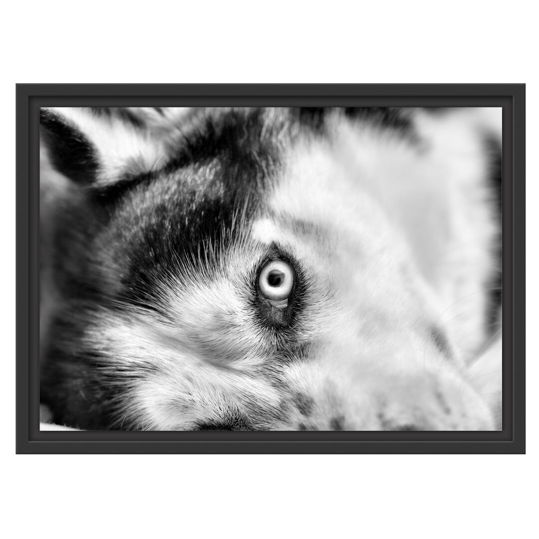 Gerahmtes Wandbild Husky mit Eisblauen AugenBett