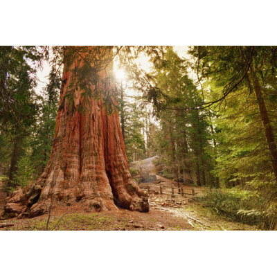 " General Grant Tree "