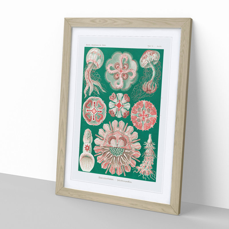 Discomedusae Jellyfish Vol.3 by Ernst Haeckel - Framed Print, Oak Framed, 48cm H x 36cm W x 2cm D