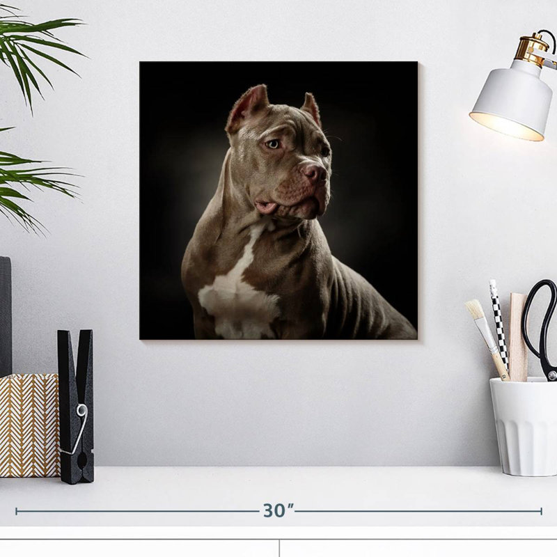 Brampt Bully Pitbull, H 16 po x l 16 po