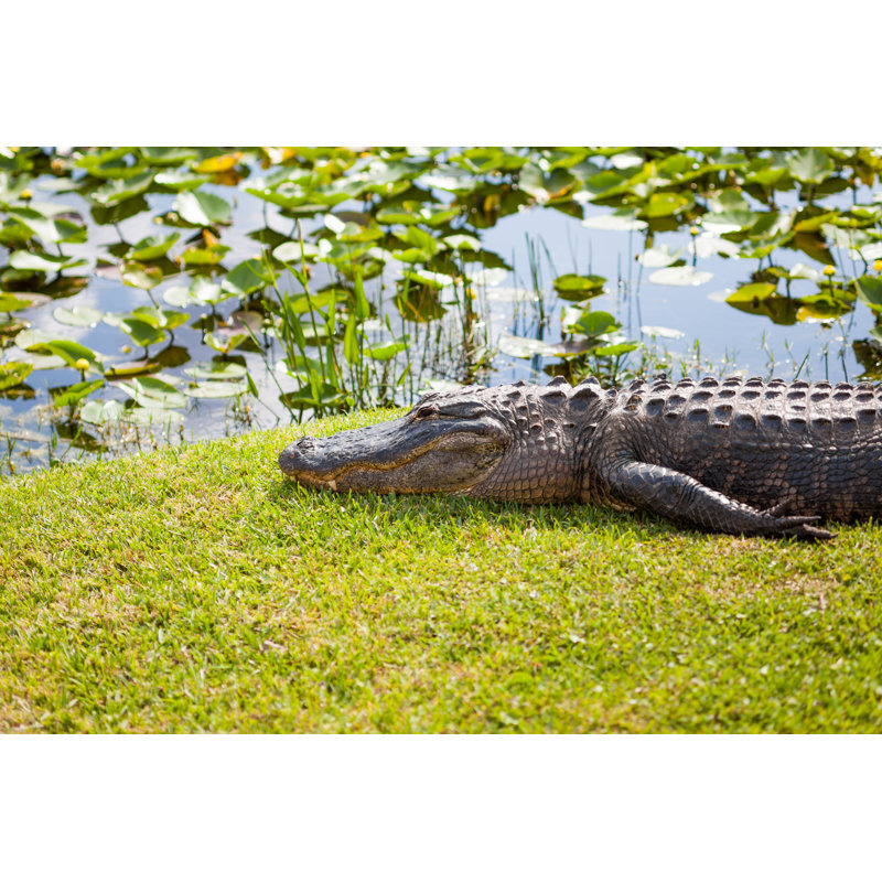 American Alligator by THEPALMER - No Frame Print on Canvas, 81cm H x 122cm W