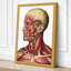 Anatomical Head Profile Medical - Wrapped Canvas-1600521529-1600521528