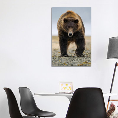 Brown Bear, Katmai, Alaska 1 Piece Wrapped Canvas Wall Art