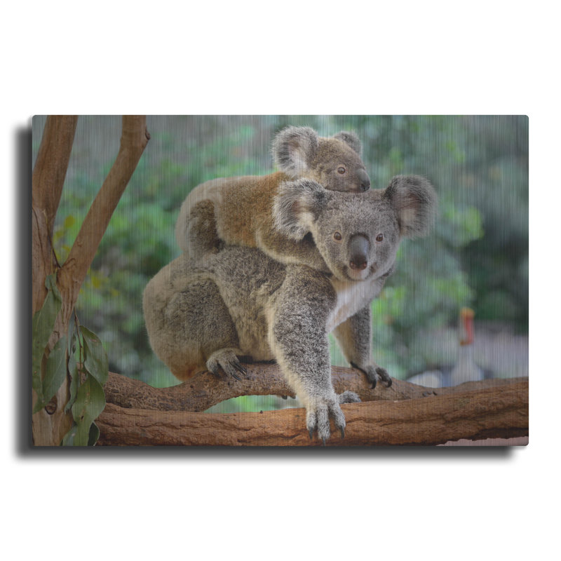"Koala" par Luxe, H 16 po x l 24 po