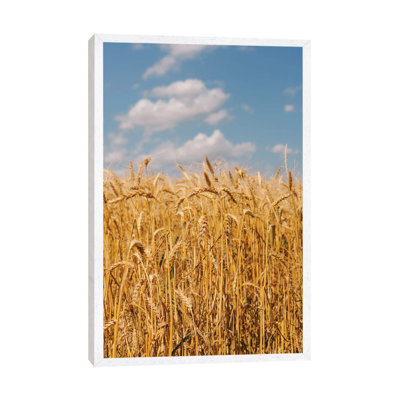 Summer Wheat Fields II by Bethany Young - Print on Canvas