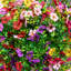 13In. UV Resistant Artificial Daisy Bush (Indoor/Outdoor) - Set Of 12-1759738951