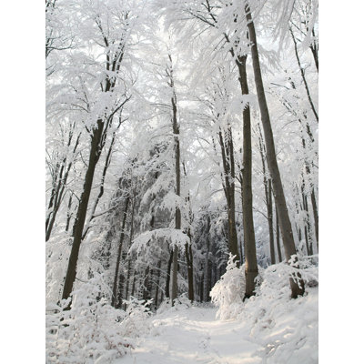 " Snowy Path "