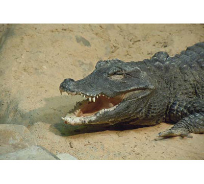 " The Crocodile " by Jason Pierce