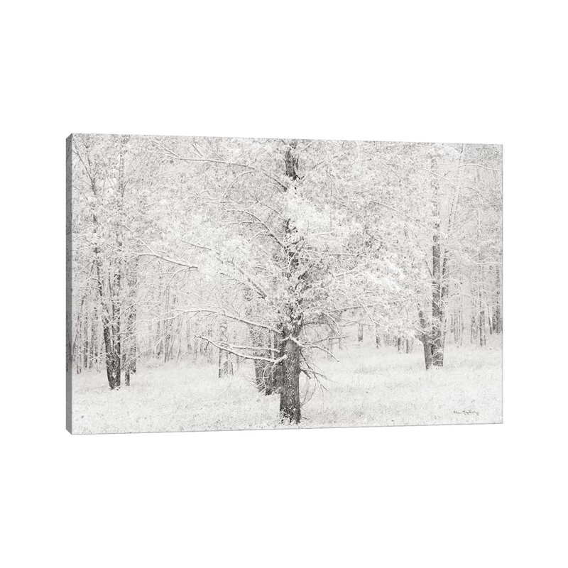 Snow Covered Cottonwood Trees by Alan Majchrowicz - Wrapped Canvas Print, 20.32cm H x 30.48cm W x 1.91cm D