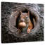 Crowle Squirrel dans un trou d'arbre-109398829