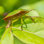 «Tiffiany Green Shield Bug on Canvas» par Bigemrg, photographie