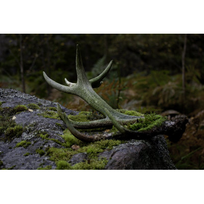 " Abandoned Antlers " by Thomasmales