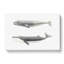 Californian Grey & Finback Whale by C.M. Scammon - Wrapped Canvas Painting-55304197
