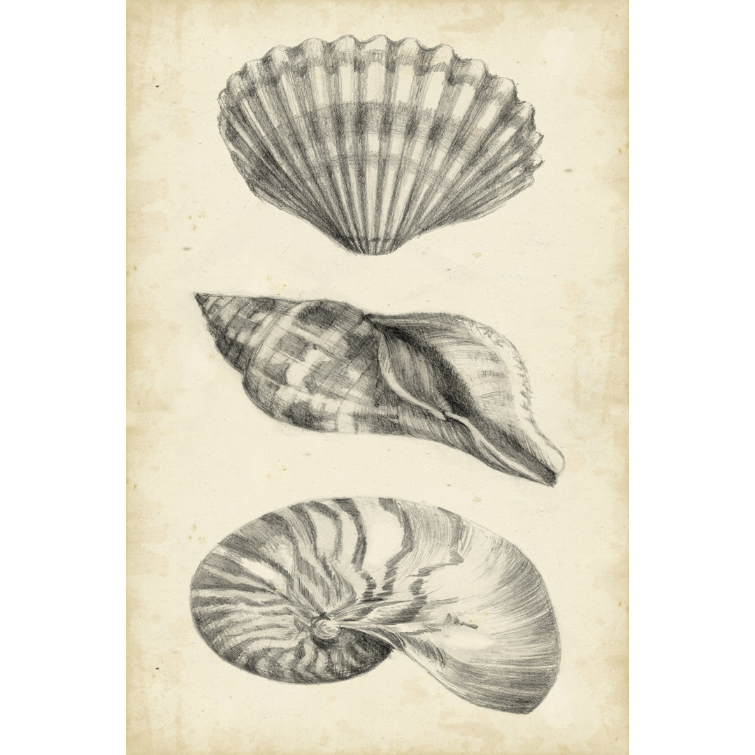 Leinwandbild Antique Shell Study Panel I von Ethan Harper