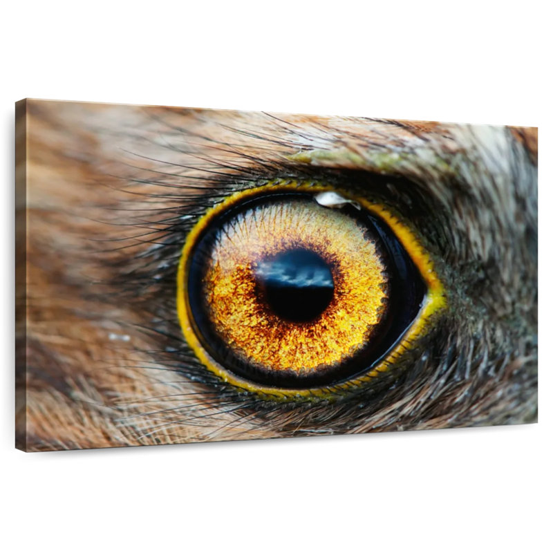 Bird's Eye, 16" H x 24" W