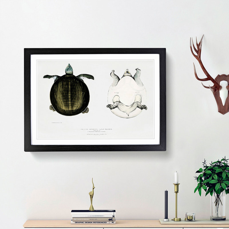 Javan Trionyx Turtle by John Edward Gray - Picture Frame Graphic Art Print, Black Framed, 36cm H x 48cm W x 2cm D