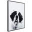 Saint Bernard - cadre photo, impression sur verre