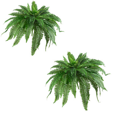 Boston Fern Silk Plant