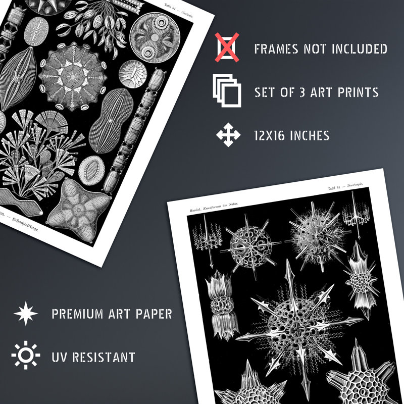 Diatom Microalgae Haeckel Vintage Aquatic Marine Fish - 3 Piece No Frame Print Set, 40.5cm H x 30.5cm W x 0.3cm D