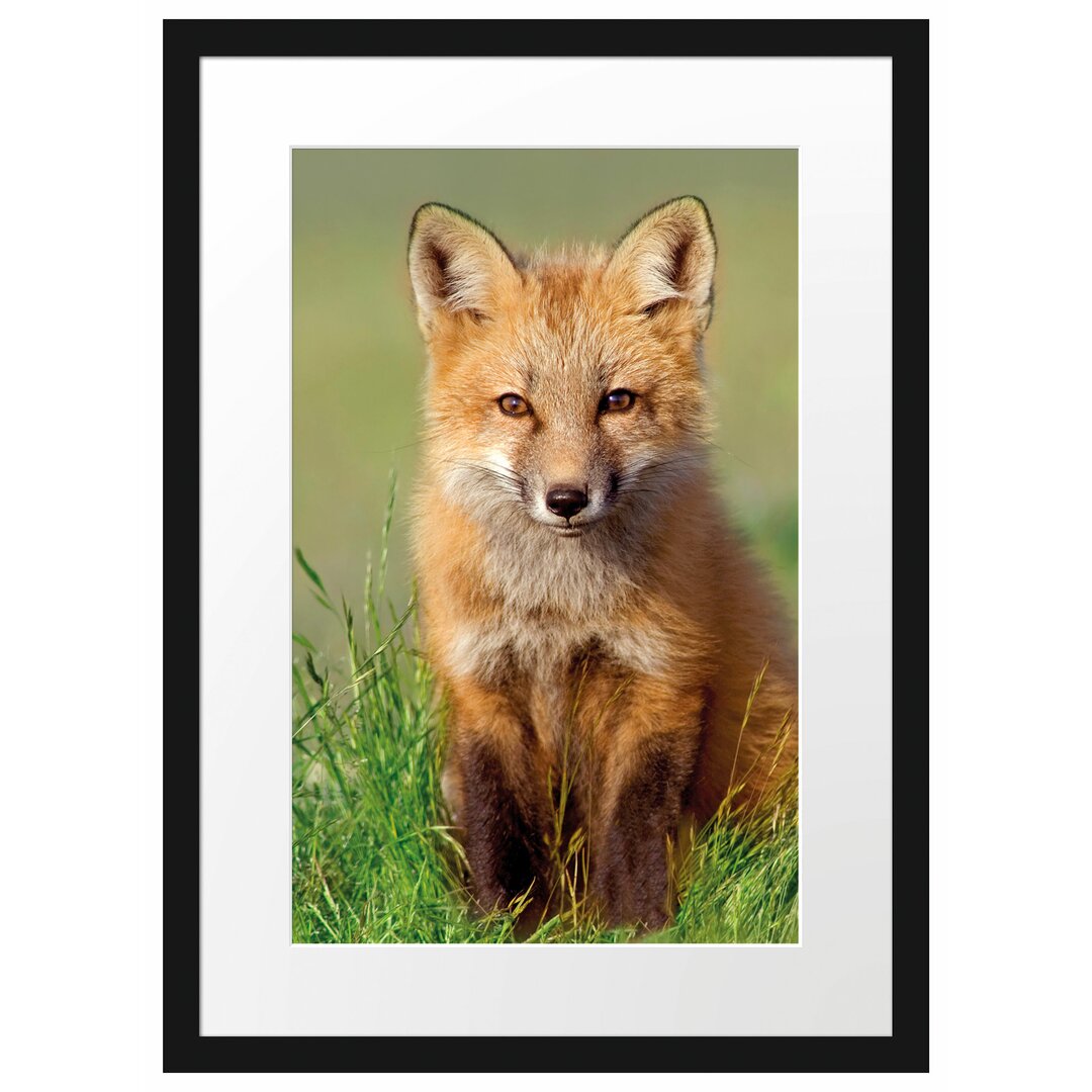 Gerahmtes Poster Kleiner Fuchs auf Wiese