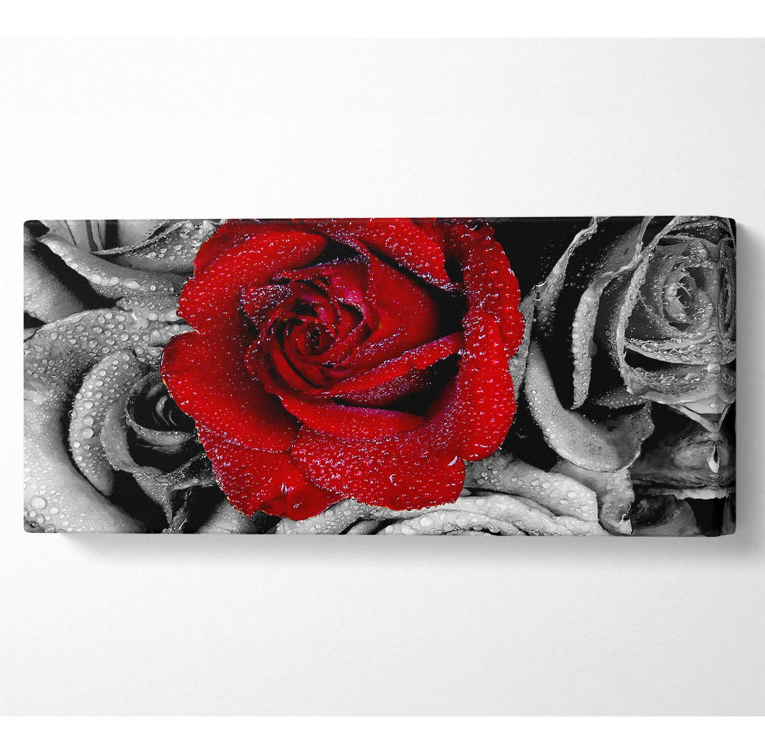 Rote Rose auf einem Meer von B N W - Leinwanddrucke auf Wrapped Canvas