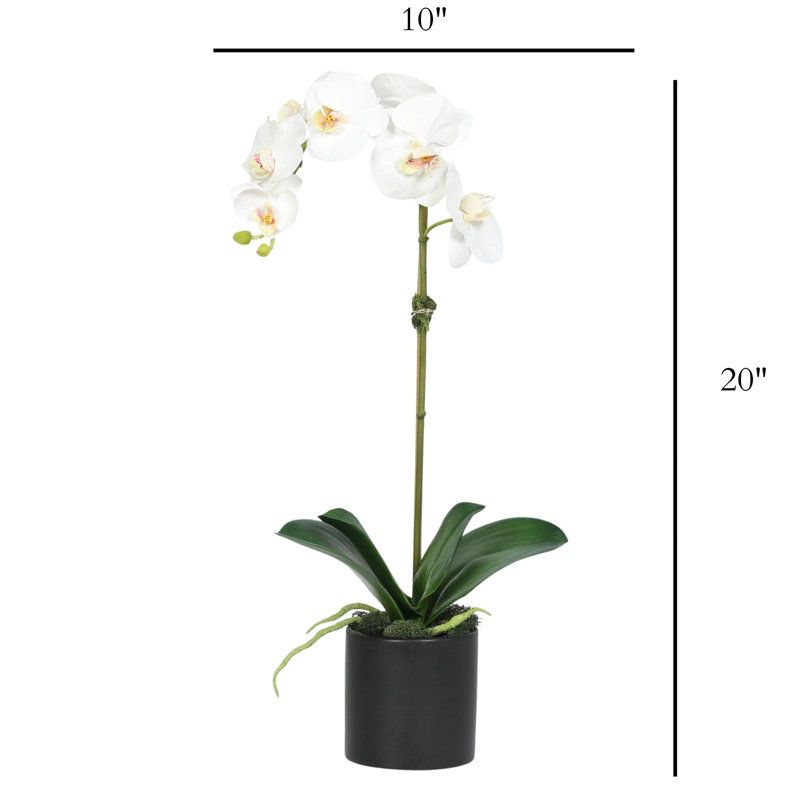 Orchid Arrangement In Pot, Black, White
