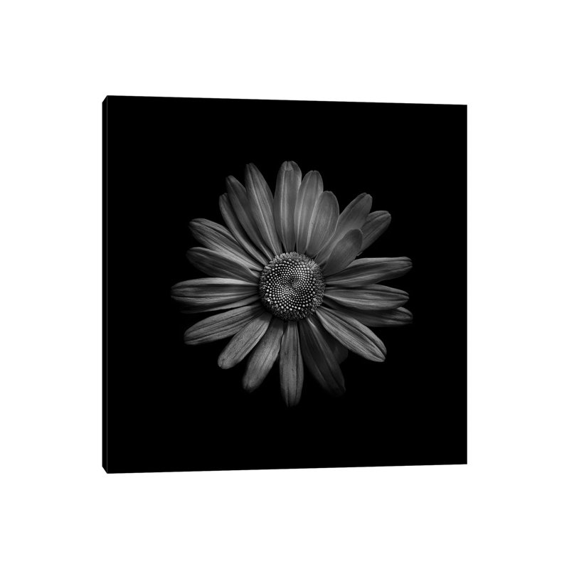 Black And White Daisy III by Brian Carson - Wrapped Canvas Print, 30.48 cm H x 30.48 cm W