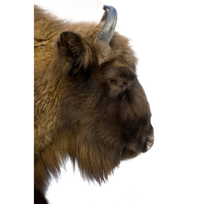 Isolated Bison by VladGans - Wrapped Canvas Print, 76cm H x 51cm W