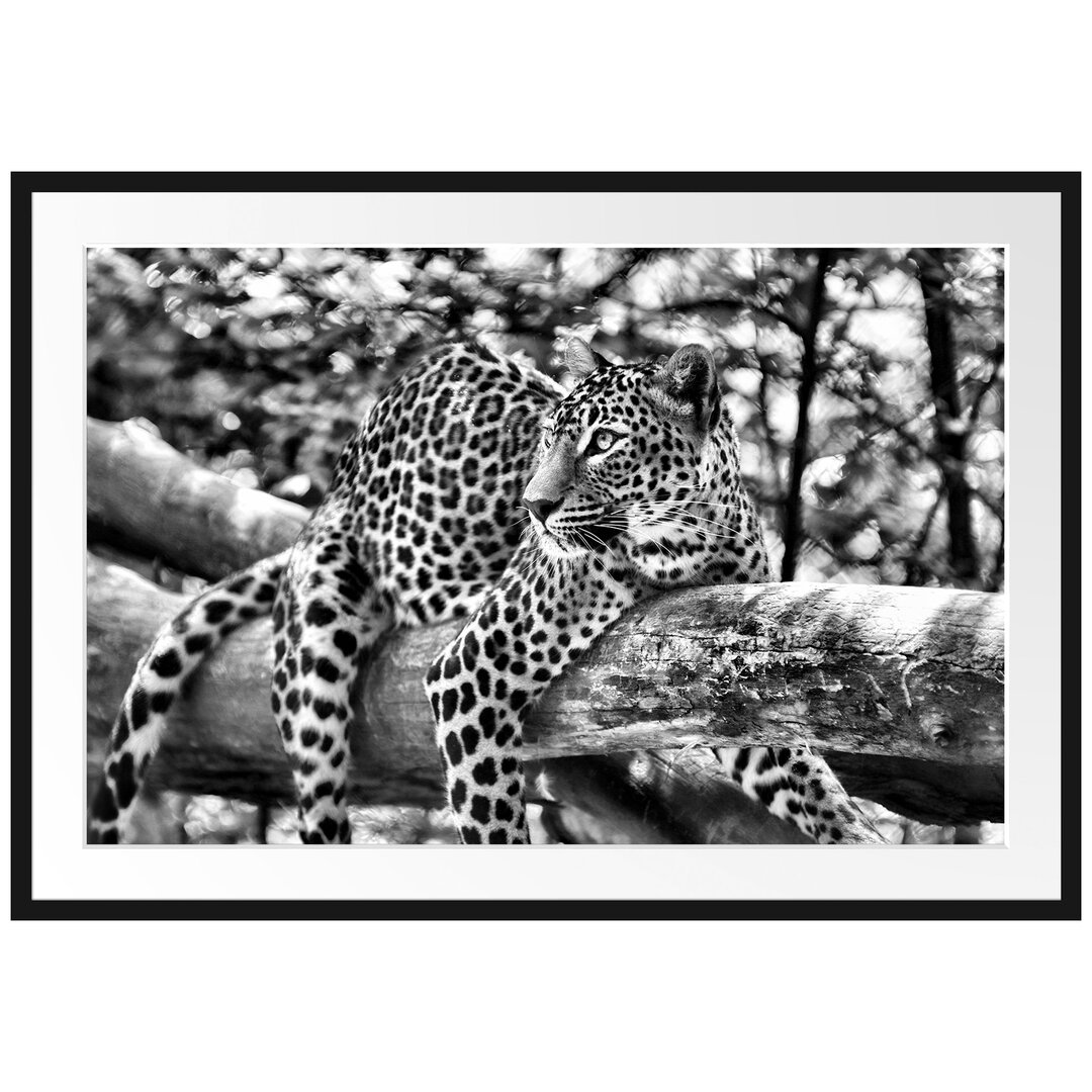 Gerahmtes Poster Leopard auf Ast