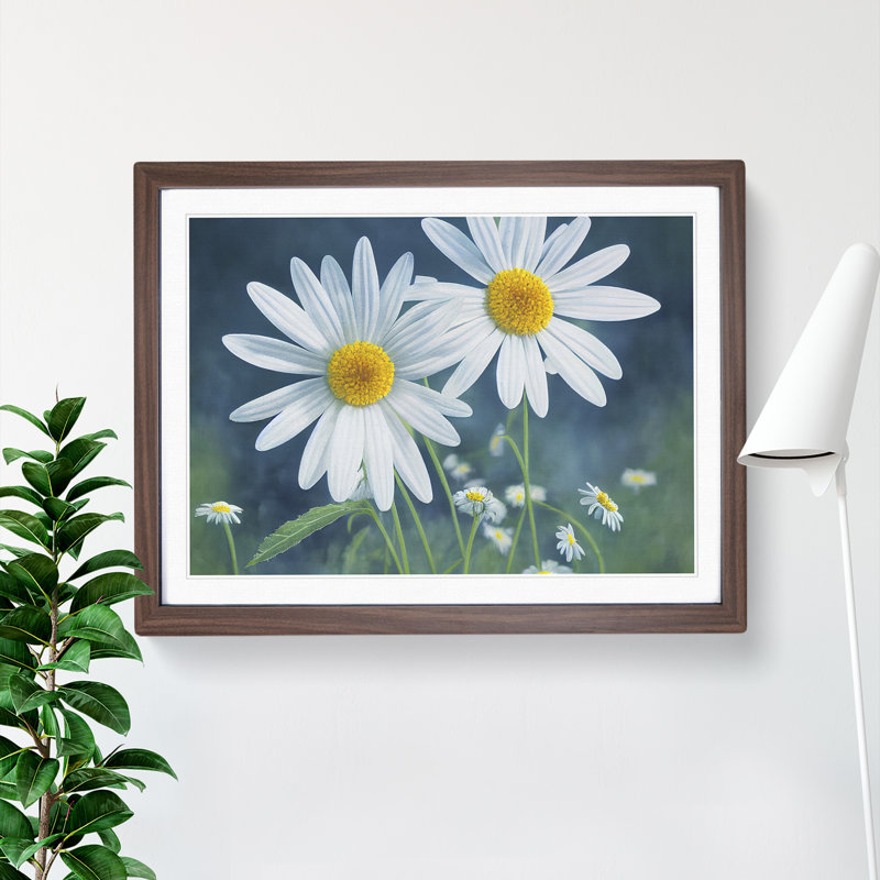 Pretty Daisy Flowers - Framed Print, 46cm H x 64cm W x 2cm D, Walnut Framed