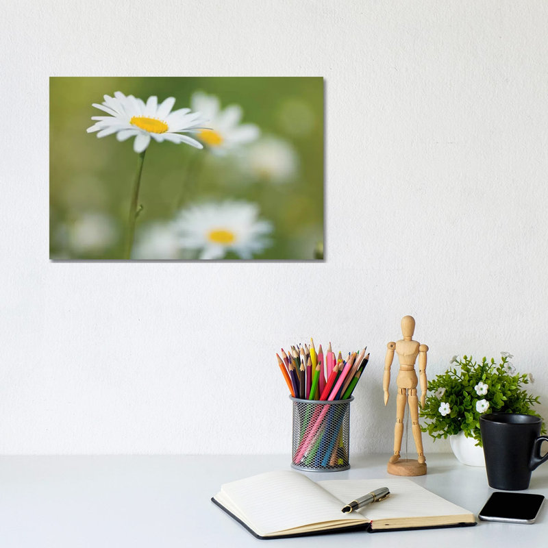 Daisies by Assaf Frank - Wrapped Canvas Print, 20.32 cm H x 30.48 cm W