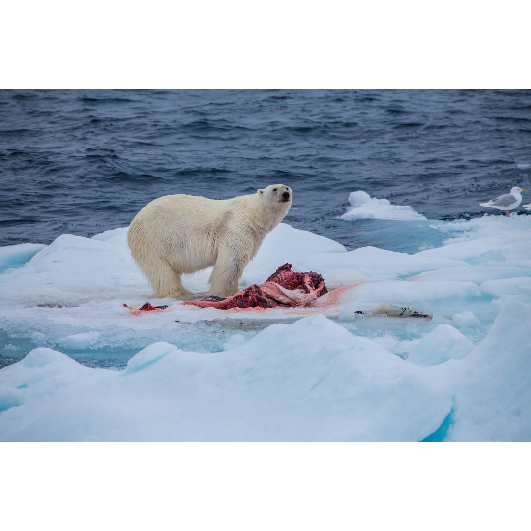 Eisbär mit Tötung auf einem Eisfluss von SeppFriedhuber - Kunstdrucke ohne Rahmen auf Leinwand