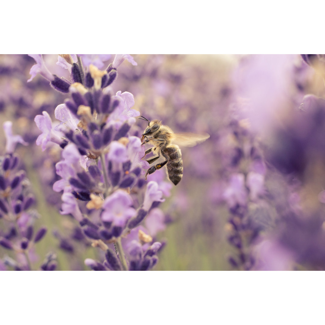 Honigbiene sammelt Pollen von SrdjanPav - Kunstdrucke auf Leinwand