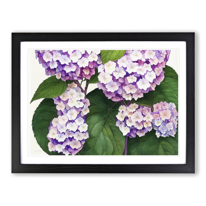 Watercolour Hydrangea Flowers Vol.3 - Framed Print, Black, 46cm H x 64cm W x 2cm D