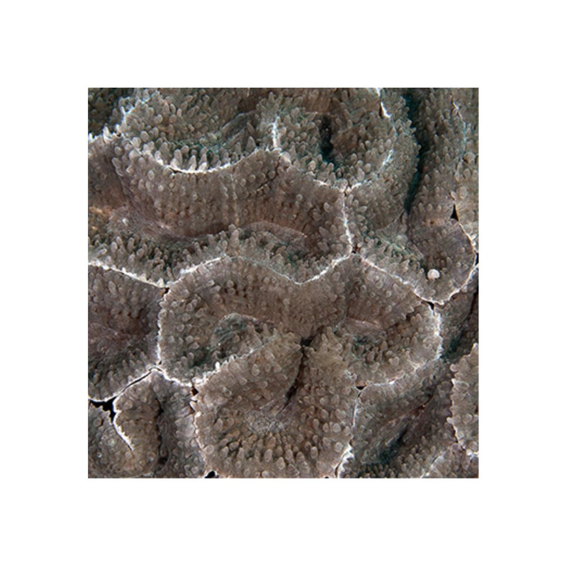 Underwater Beauty I Print by Austin Beiv, 1" Return, 22" H x 22" W x 1.5" D