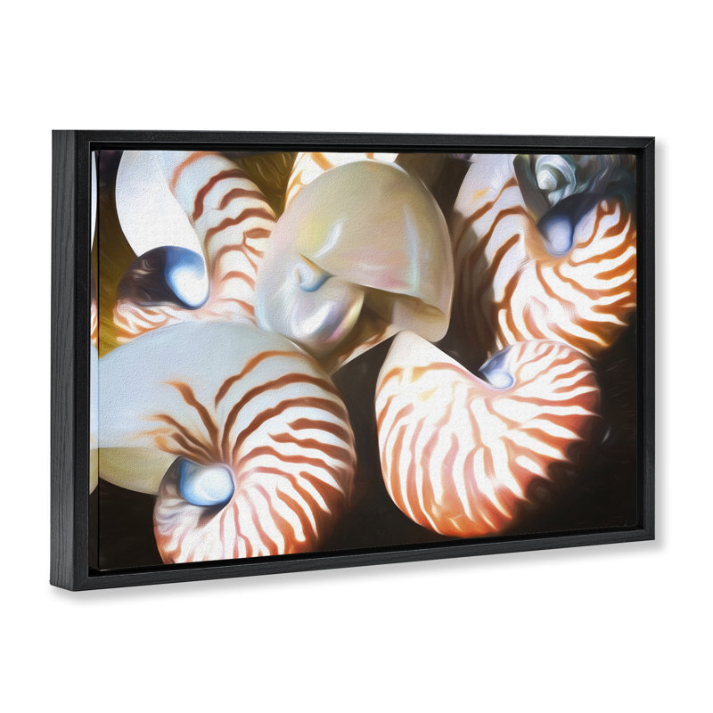  «Nautilus Shells Cluster», toile flottante encadrée par Graffi *ee Studios, Cadre flottant noir de jais, H 17 po x l 25 po