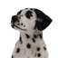 Statue pour chien assis dalmatien