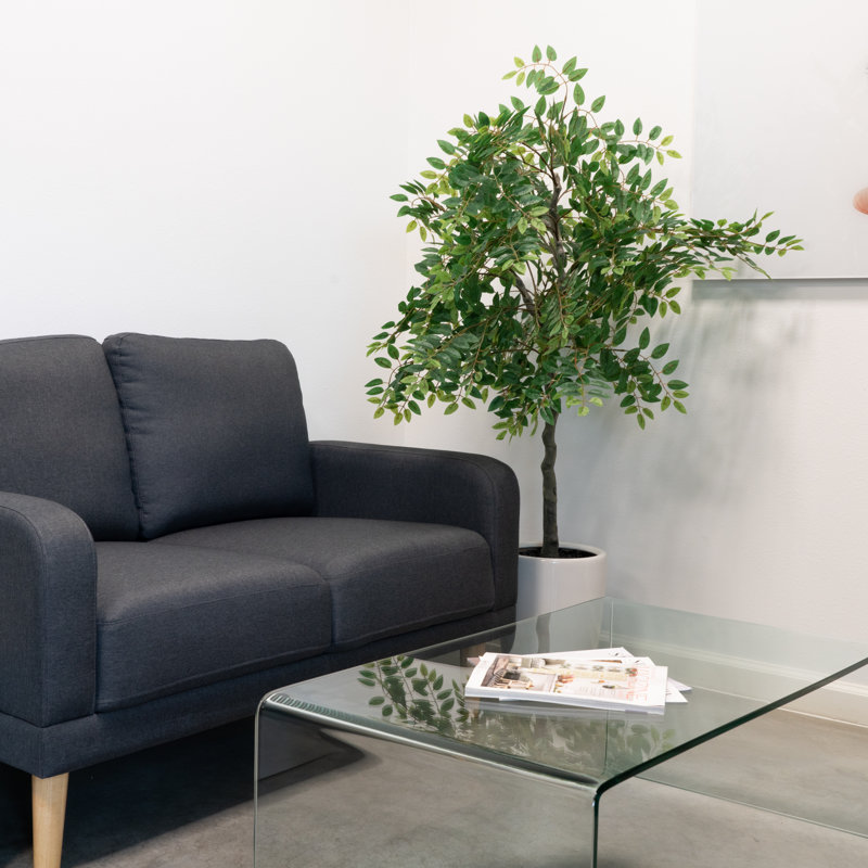 5ft Willow Tree in White Ceramic Pot, Dark Green