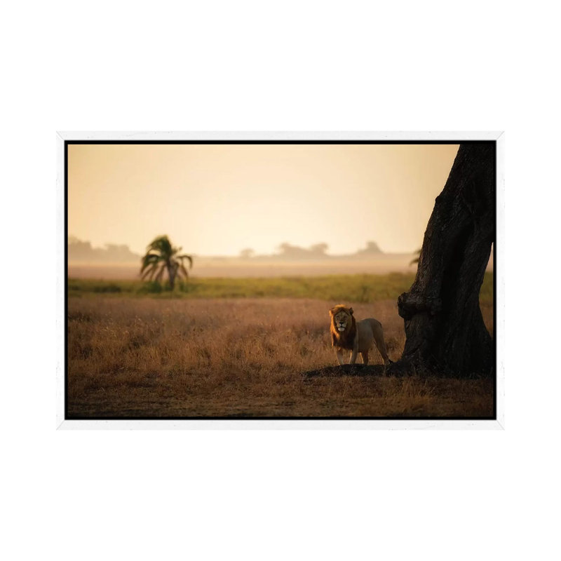 Palm Tree King 1 Piece Wall Art on Canvas, 45.72cm H x 66.04cm W x 3.81cm D, White Floater Framed