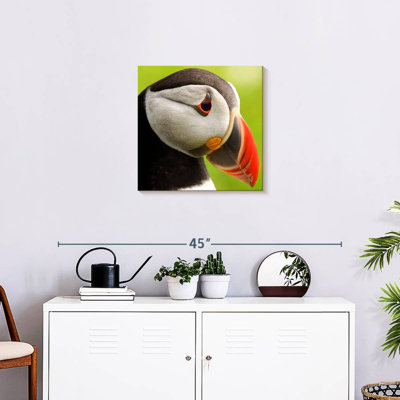 Brampt Wild Puffin
