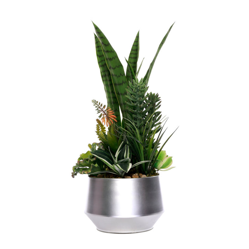 Succulent Plant in Planter